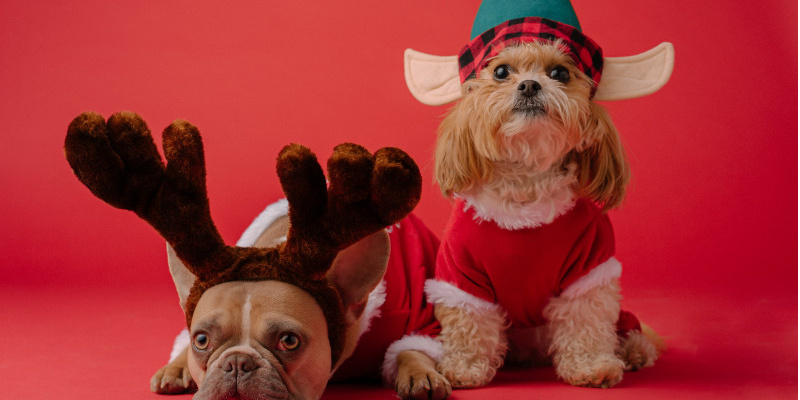 two dogs dressed as a reindeer and an elf against a red background