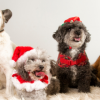 The Best Gadgets To Spoil Your Pet This Christmas